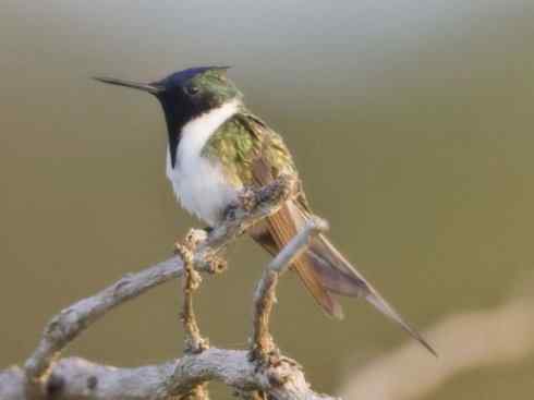 鸟类之最:角蜂鸟 鸟类之最:角蜂鸟