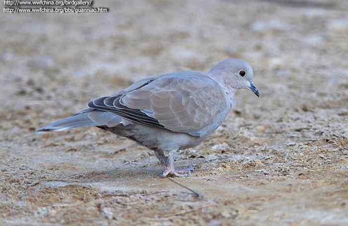 鸟与史料——斑鸠