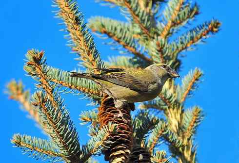 交嘴雀的美丽人生 交嘴雀的美丽人生