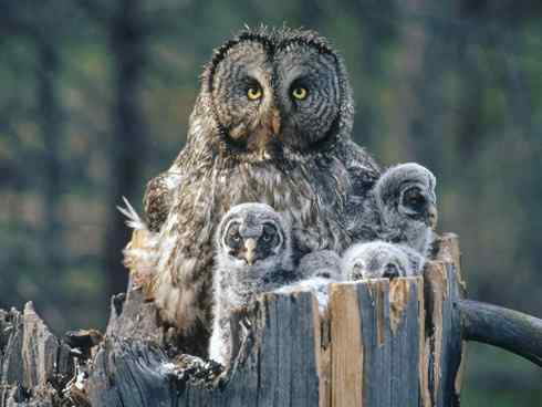 [组图]乌林枭宝宝长大了