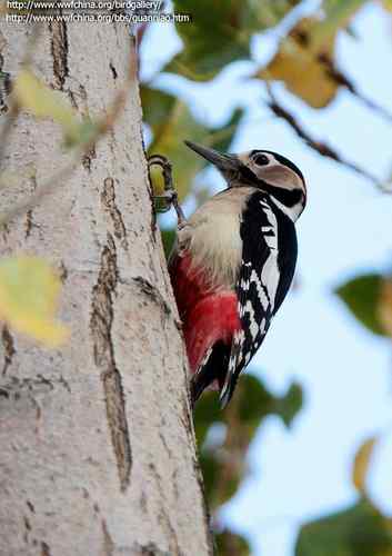 鸟与史料——啄木鸟