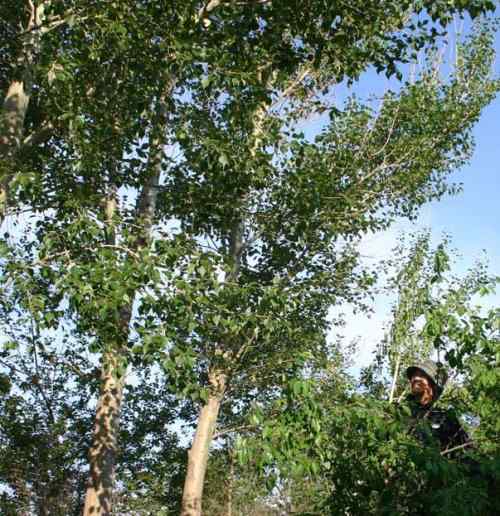 攀雀的鸭梨悬吊巢