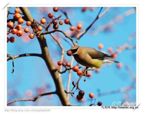 北美雪松太平鸟