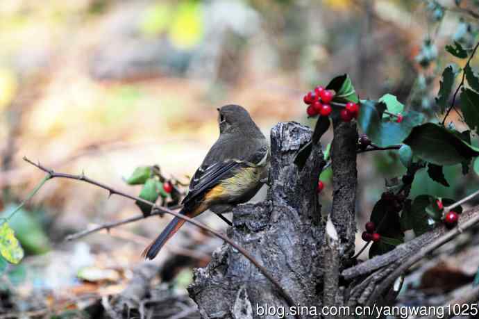 雌性北红尾鸲与红豆