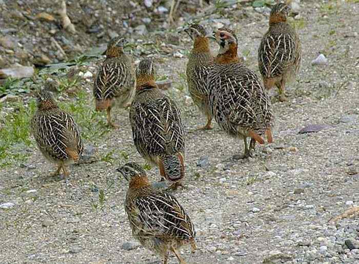 世界著名鸟类——鸡形目