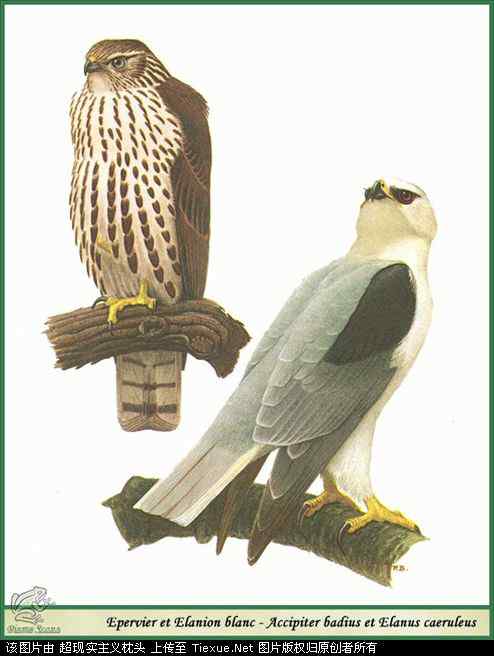 手绘画第5辑——猛禽和啄木鸟