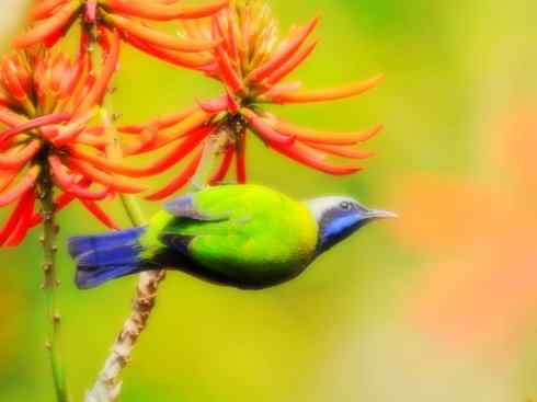 家禽驯化之源之三十（红耳鹎、领雀嘴鹎）