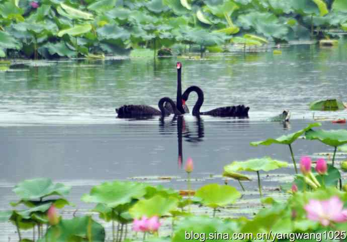 欢乐的亲兄弟（记圆明园的三只小黑天鹅）
