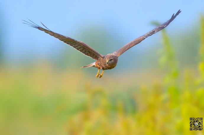 悬停舞者鈥斺斎叼
