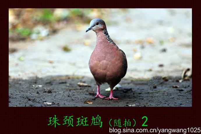 珠颈斑鸠（随拍）2