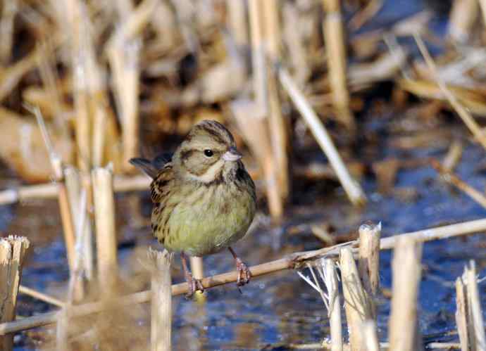 雌性灰头鹀（3）