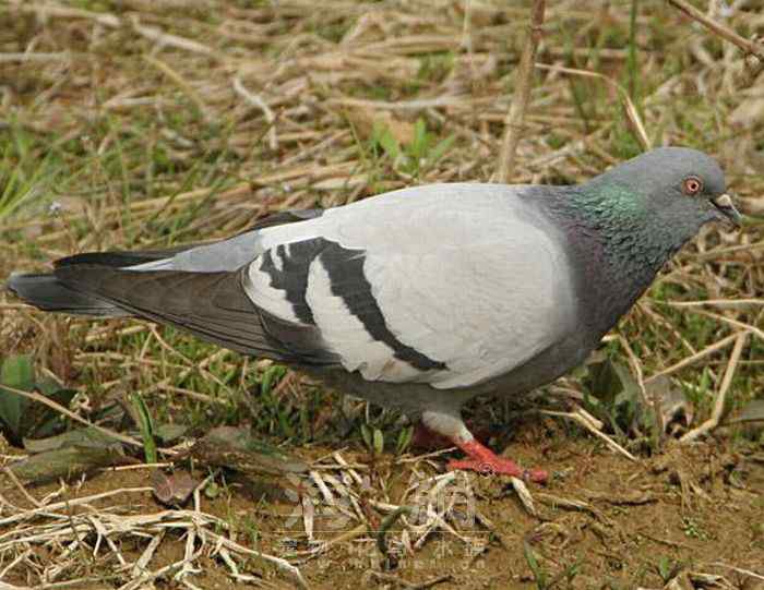 世界著名鸟类——鸽形目