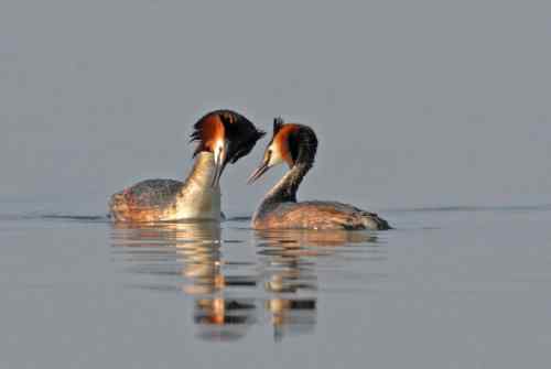 水上探戈舞蹈家——鸊鷉