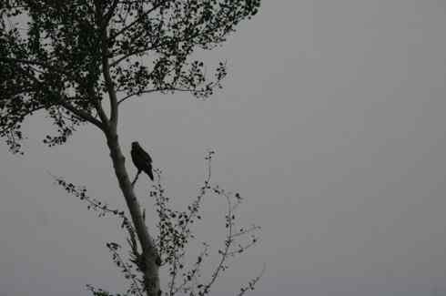 林甸草原上的阿穆尔隼