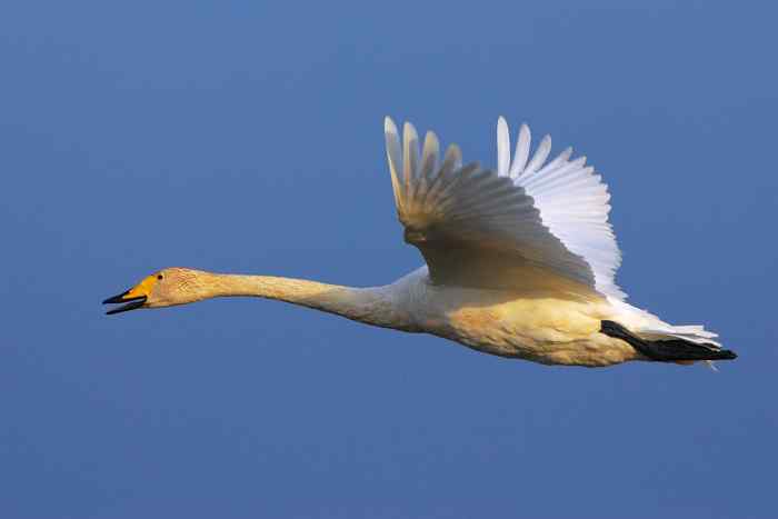 巴音布鲁克——富饶的泉水