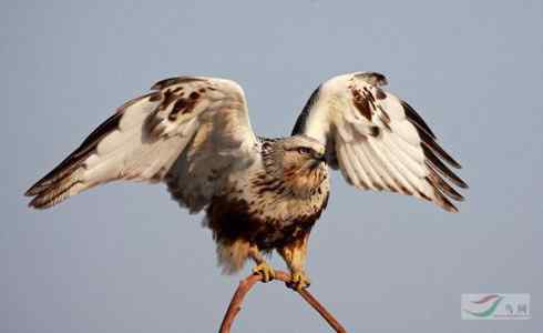 [组图]栖架的毛脚鵟