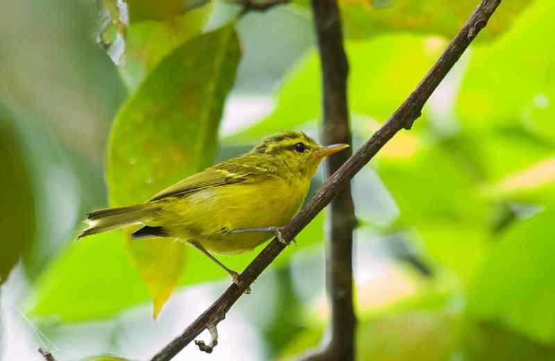 海南柳莺漂亮pp