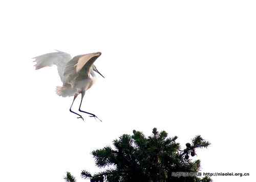 95张鸟儿嬉戏精品图集