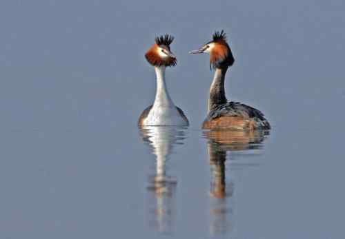 水上探戈舞蹈家——鸊鷉