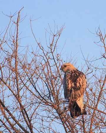 毛脚鵟休息一下