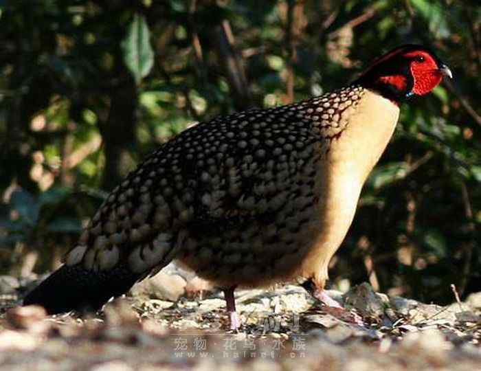 世界著名鸟类——鸡形目