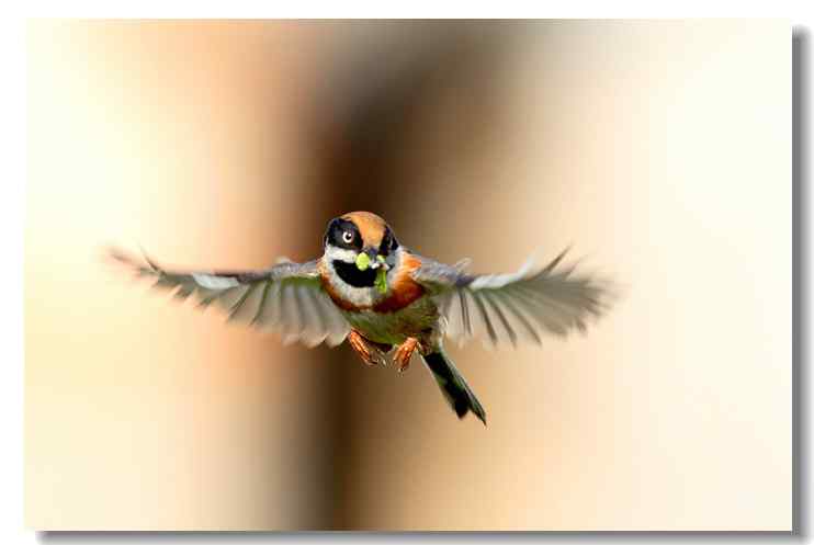 中国最小的鸟——红头长尾山雀