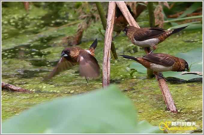 夏天的几只鸟【照片】