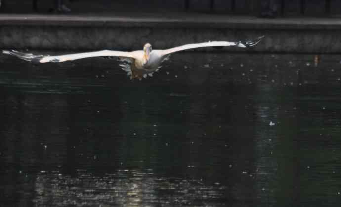 再拍大鹈鹕 wbr wbr4