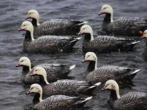 白头鸟系列:另类的美丽8 白头鸟系列:另类的美丽8