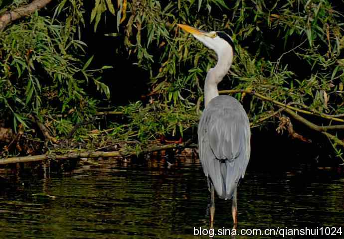 一只漂亮的苍鹭(稻香湖)