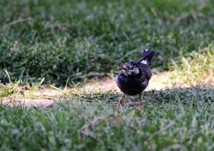 随走随拍（灰椋鸟）