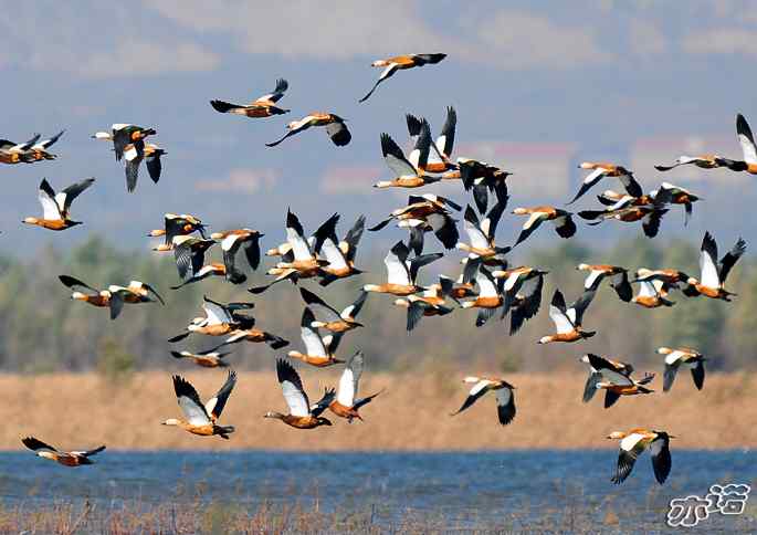 官厅水库&nbsp;wbr路&nbsp;wbr飞行的鸟儿