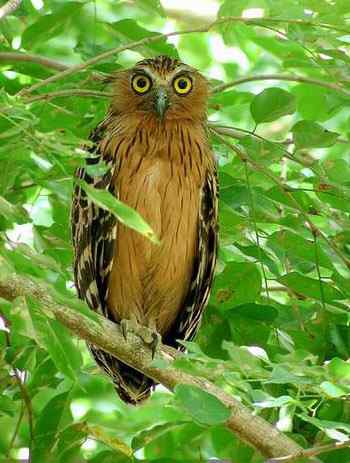 鱼枭的绝技 鱼枭的绝技