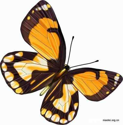 17种最美丽的蝴蝶