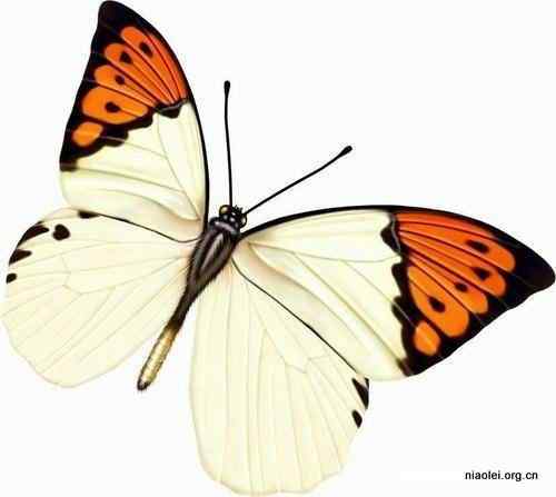 17种最美丽的蝴蝶