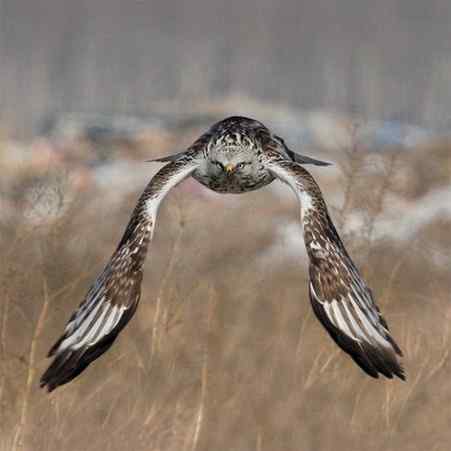 [组图]毛脚鵟飞翔的英姿