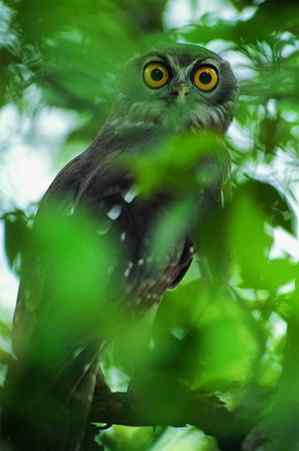 猫头鹰之鹰鸮 Brown Hawk Owl 猫头鹰之鹰鸮 Brown Hawk Owl
