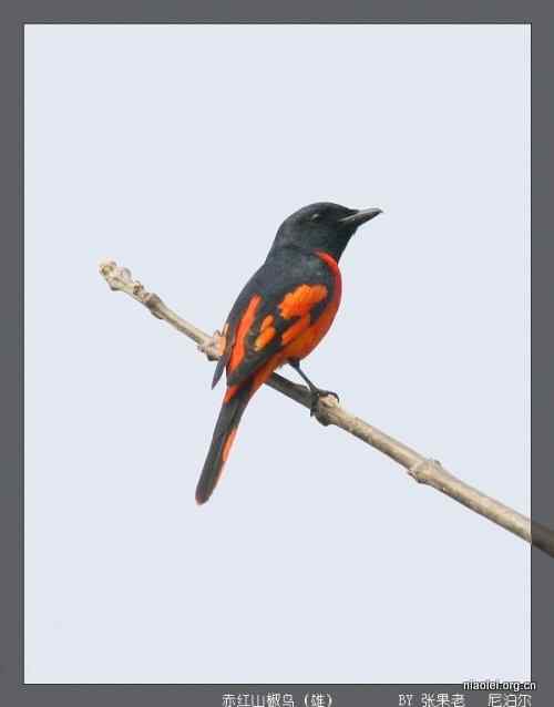 [组图]尼泊尔鸟类奇旺国家公园