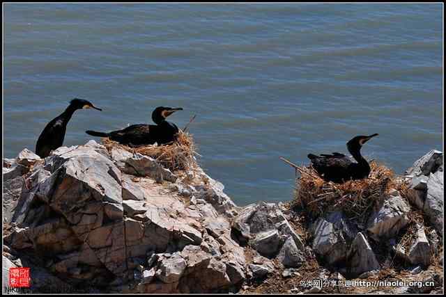 【加贝先生原创摄影】 青海湖鸟岛上的鸬鹚鸟(16p)