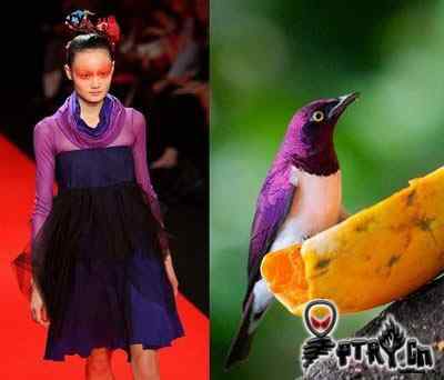 时装模特 VS 鸟儿模特