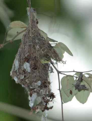 太阳鸟和啄花鸟的袋状悬吊巢