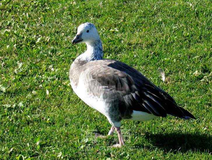 世界著名鸟类——雁形目