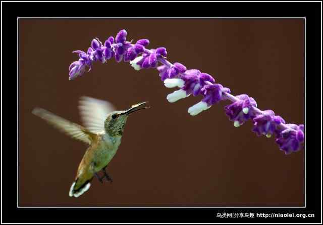[组图]漂亮的水鸟摄影图片