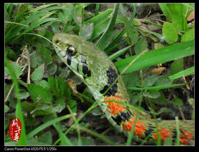 鸡冠蛇——虎斑颈槽蛇