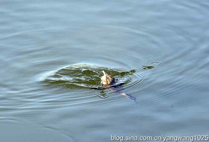 颐和园的收获（潜鸟）