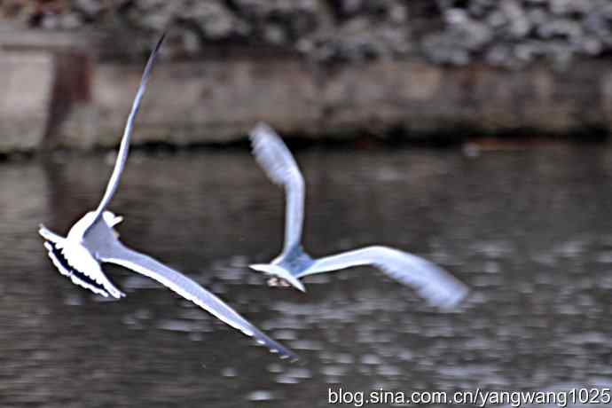 飞（海鸥）8