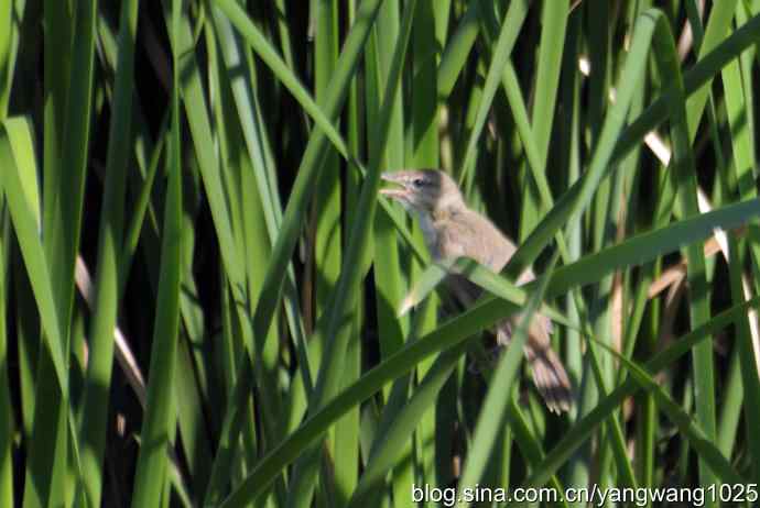 隐藏很深的大苇莺