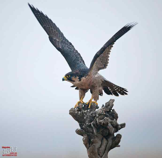 官厅水库&nbsp;wbr路&nbsp;wbr世界上飞行甚快的鸟：游隼