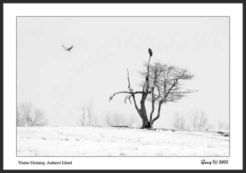 乌林鸮居住的环境