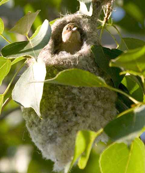 攀雀的鸭梨悬吊巢